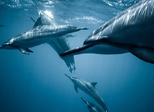 【集锦】亚特兰大3-0淘汰尤文晋级意杯4强，斯卡马卡点射